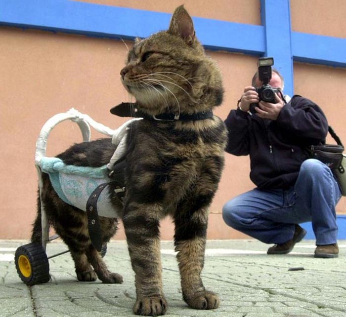 handicapped-cat
