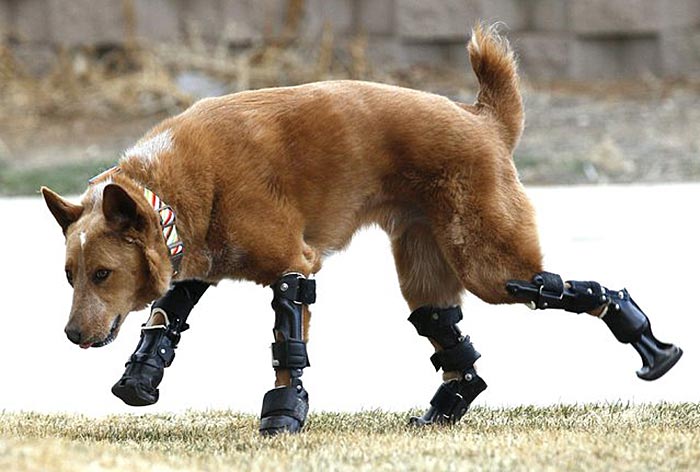handicapped-dog-4