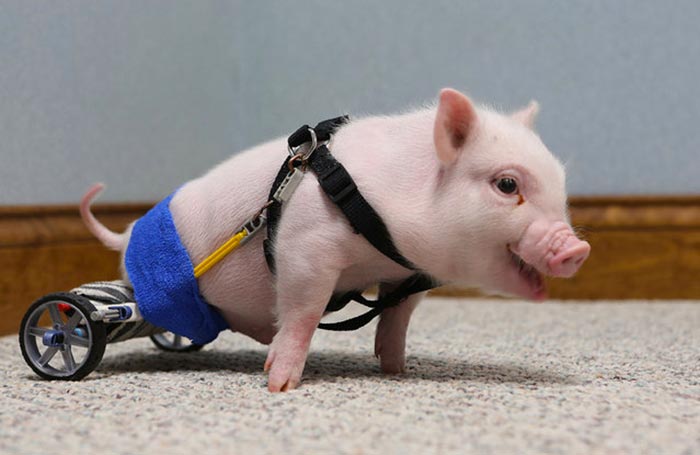handicapped-piggy