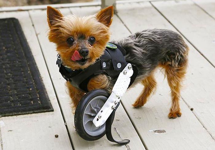 handicapped-yorkshire-terrier