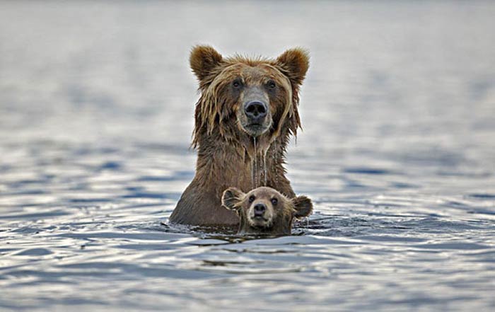 baby-animals-with-parents-7