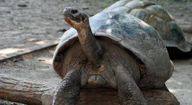 97-Year-Old Tortoise Stuns Zoo Staff with First-Time Motherhood