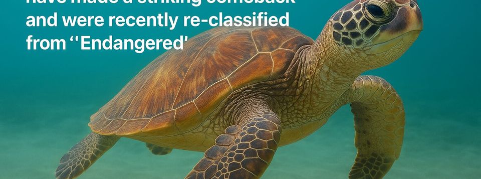 This Beloved Ocean Species Was Nearly Extinct â€“ What Happened Next Will Surprise You