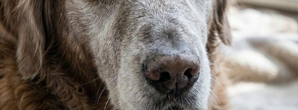 Old Friends: Why Your Next Pet Should Be a Senior