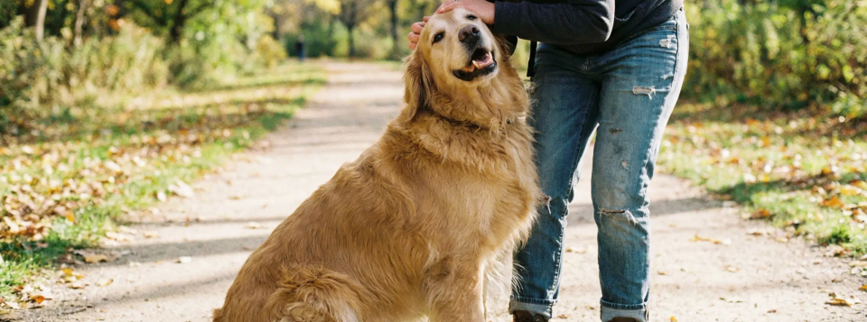 The "Dog Hug": Why Your Pup Loves to Lean on You