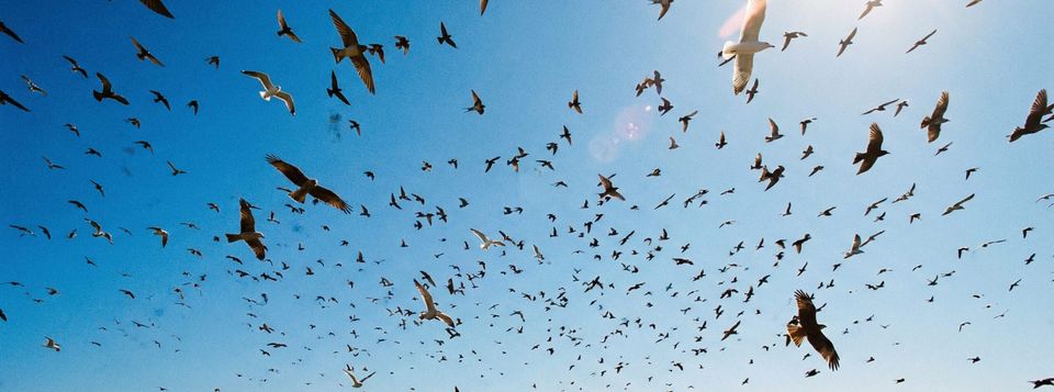 What Happens When We Stop Poisoning the Sky