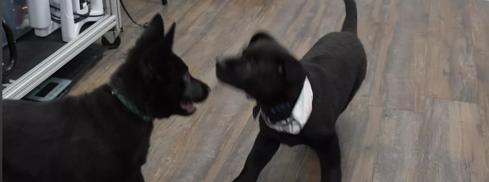 Black Shepherd Pups Take Over the Salon, and Itâ€™s Pure Chaos!