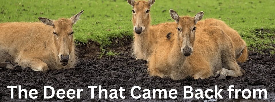 The Deer That Came Back from the Dead