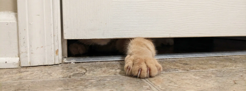 Why Your Cat Follows You Into the Bathroom Every Single Time (The Real Reason Will Melt Your Heart)