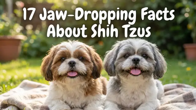 17 Jaw-Dropping Facts About Shih Tzus That Will Change How You See This 'Little Lion' Forever