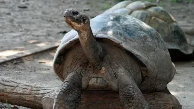 97-Year-Old Tortoise Stuns Zoo Staff with First-Time Motherhood