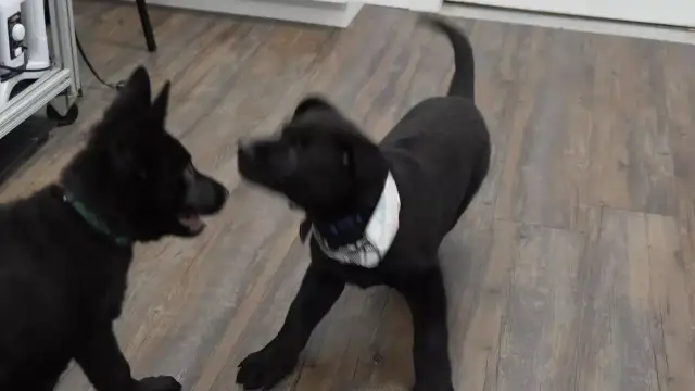 Black Shepherd Pups Take Over the Salon, and Itâ€™s Pure Chaos!
