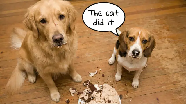 Just 20 minutes of Funny Dogs