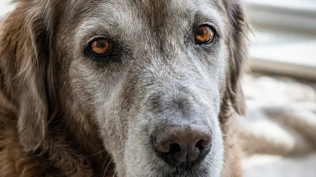 Old Friends: Why Your Next Pet Should Be a Senior