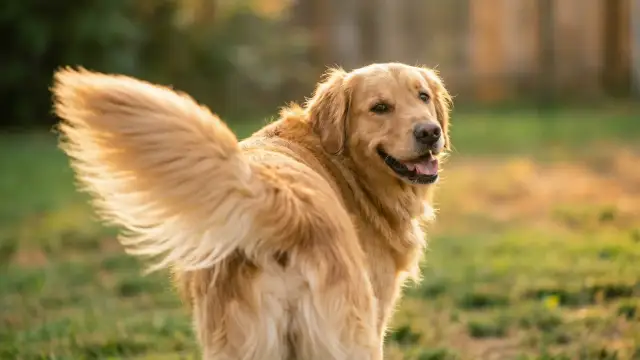 The Secret Language Hidden in Your Dog's Tail