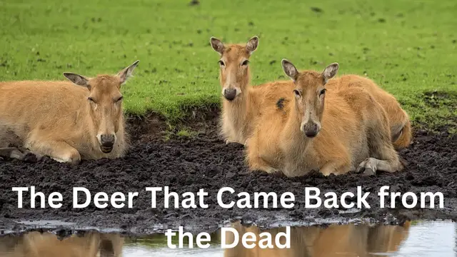 The Deer That Came Back from the Dead