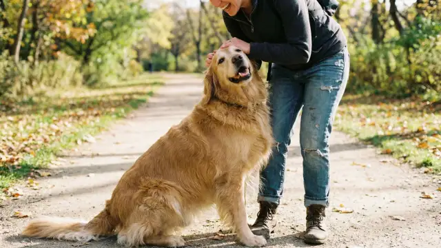 The "Dog Hug": Why Your Pup Loves to Lean on You
