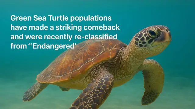 This Beloved Ocean Species Was Nearly Extinct â€“ What Happened Next Will Surprise You