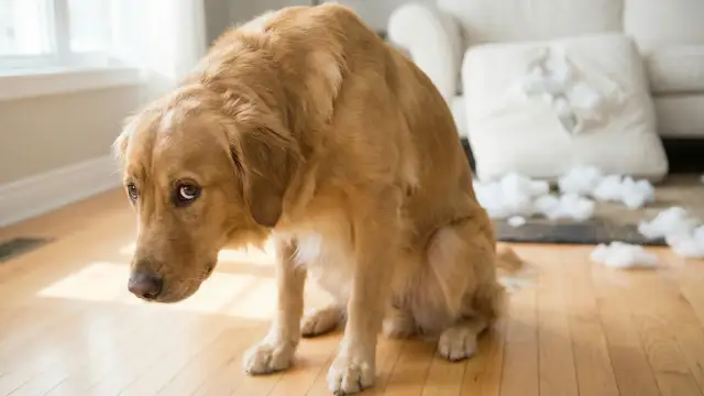 Why Understanding Your Dog's 'Guilty' Look Could Transform Your Relationship