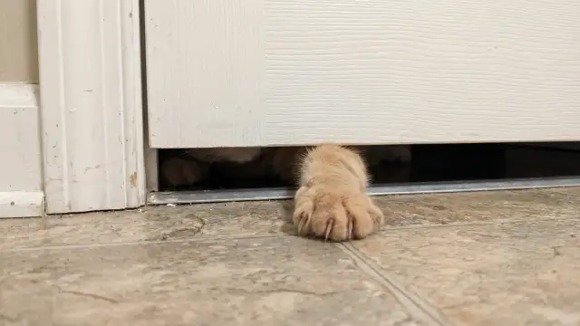 Why Your Cat Follows You Into the Bathroom Every Single Time (The Real Reason Will Melt Your Heart)