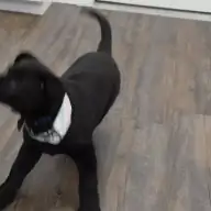 Black Shepherd Pups Take Over the Salon, and Itâ€™s Pure Chaos!