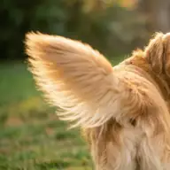 The Secret Language Hidden in Your Dog's Tail