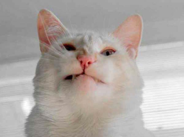 cats-about-to-sneeze-1