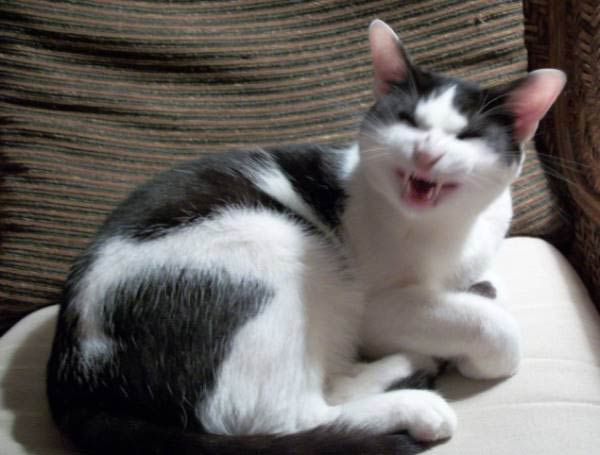 cats-about-to-sneeze-10