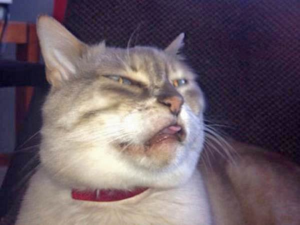 cats-about-to-sneeze-12
