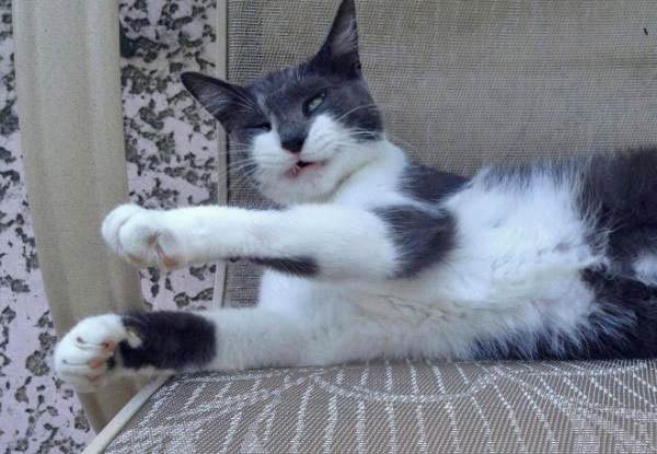 cats-about-to-sneeze-13