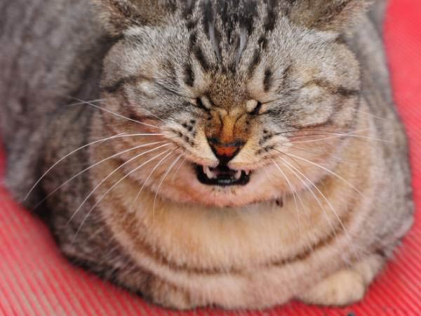 cats-about-to-sneeze-14