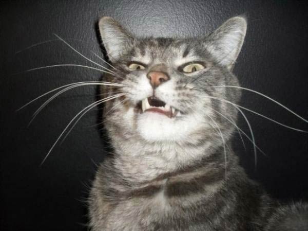 cats-about-to-sneeze-16