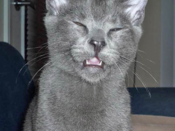 cats-about-to-sneeze-18