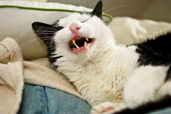cats-about-to-sneeze-19