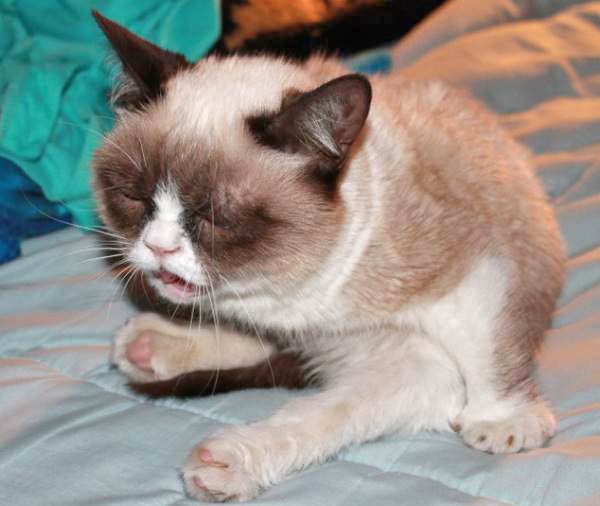 cats-about-to-sneeze-4