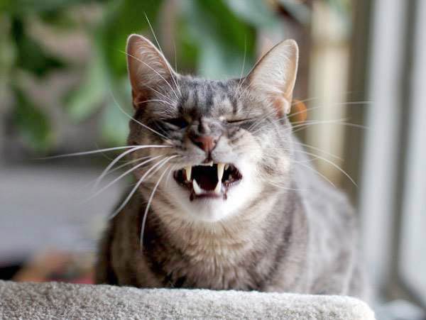 cats-about-to-sneeze-9