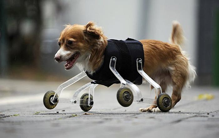 handicapped-dog-2