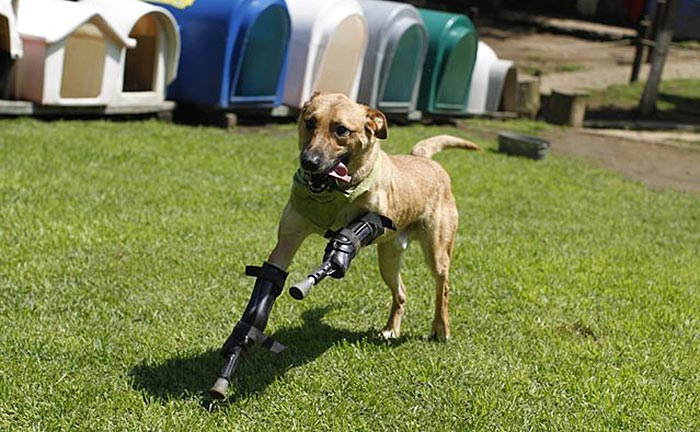 handicapped-dog1
