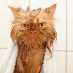 21 Hilarious Pictures of Wet Cats