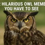 Owl Be Laughing: 12 Memes That Are a Real Hoot