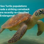 This Beloved Ocean Species Was Nearly Extinct – What Happened Next Will Surprise You