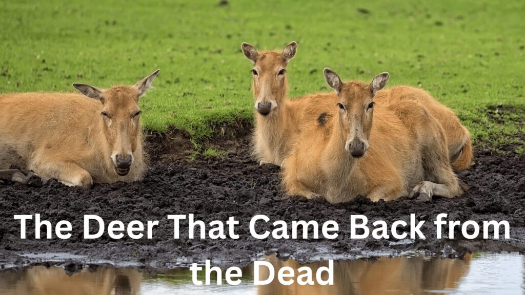 The Deer That Came Back from the Dead