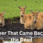 The Deer That Came Back from the Dead