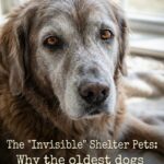 Old Friends: Why Your Next Pet Should Be a Senior