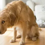 Why Understanding Your Dog’s ‘Guilty’ Look Could Transform Your Relationship