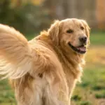 The Secret Language Hidden in Your Dog’s Tail