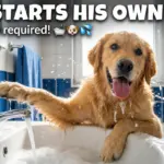 Bath Time Usually Means Hide-and-Seek, But This Dog Had Other Plans!