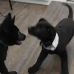 Black Shepherd Pups Take Over the Salon, and It’s Pure Chaos!