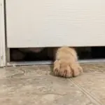 Why Your Cat Follows You Into the Bathroom Every Single Time (The Real Reason Will Melt Your Heart)